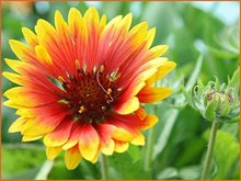 Gaillardia