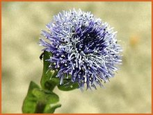 Globularia