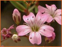 Gypsophila