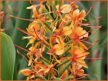 Hedychium