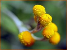 Helichrysum