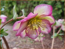 Helleborus