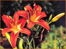 Hemerocallis