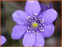 Hepatica