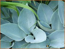 Hosta