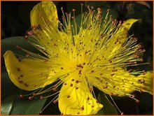 Hypericum