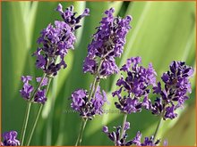 Lavandula