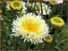 Leucanthemum