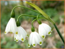 Leucojum