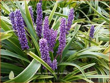 Liriope