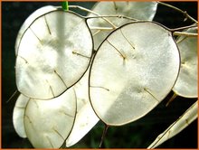 Lunaria