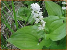 Maianthemum