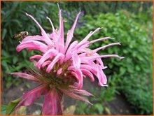 Monarda