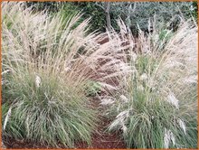 Muhlenbergia