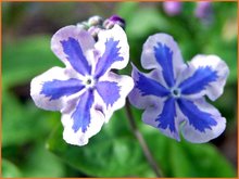 Omphalodes