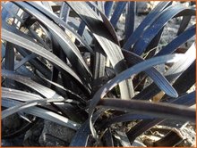 Ophiopogon