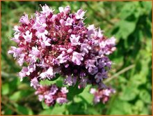 Origanum