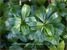 Pachysandra