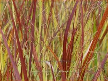 Panicum