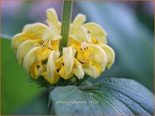 Phlomis