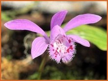 Pleione