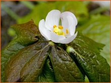 Podophyllum