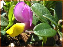 Polygala