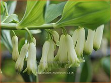 Polygonatum