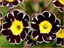 Primula