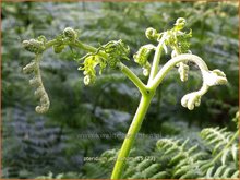 Pteridium