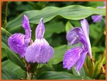 Roscoea