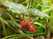 Rubus