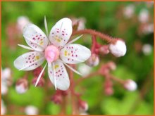 Saxifraga