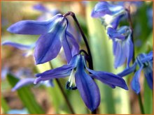 Scilla