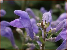 Scutellaria