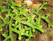 Selaginella