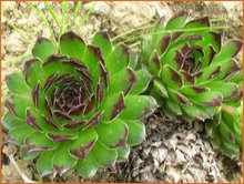 Sempervivum