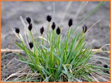 Sesleria