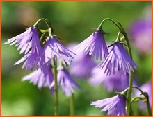 Soldanella