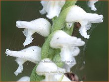 Spiranthes