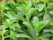 Stevia