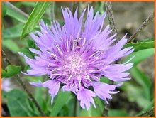 Stokesia