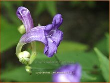 Strobilanthes