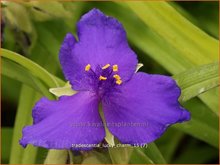 Tradescantia