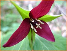 Trillium