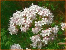 Valeriana