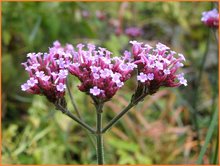 Verbena