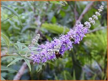 Vitex