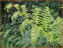 Baumfarn-(Cyathea)