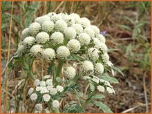 Bergfenchel